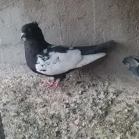 سینه ای