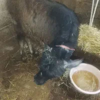 جریک وزن 110کیلو وزن شده