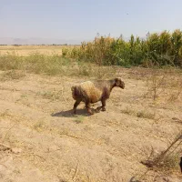 میش ترکی