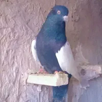نر سینه سیا