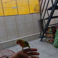 طوطی|پرنده|تهران, یافت آباد جنوبی|دیوار