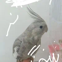 عروس هلندی مرغ عشق پروانه ای قفس بزرگ