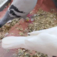 کفتر