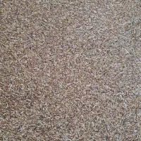 فروش یک تن گندم و جو ( گندم جویی)