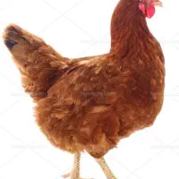 مرغ تخمگذار