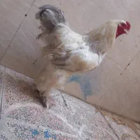 خروس برهما اصیل