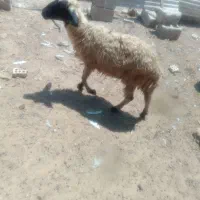 شادگان