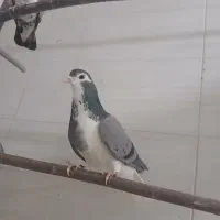 بدرنگ ۷عدد بدرنگ طبق عکس نر ماده دونه ۲۵۰