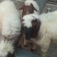 ۳ راس بره نر