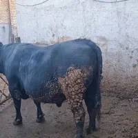 گوساله چاق کشتاری آنگوس