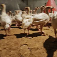 جوجه بوقلمون گوشتی