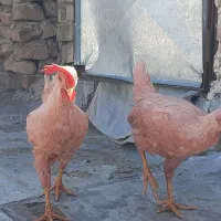 فروش دو عدد خروس سه ماهه