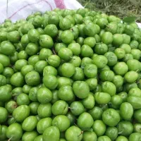 ترشی آلوچه