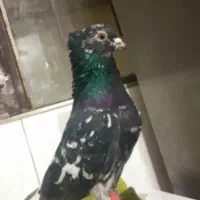 هفت رنگ دم سفید