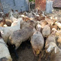 فروش ۵۰ راس گوسفند