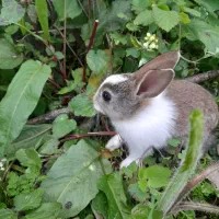 بچه خرگوش ناز سفیدقهوه ای