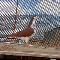 شهری دست اولی 10تاش به شرط میدمت کاکو