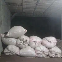 علف سبزه اماده