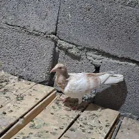 جوجه کوهی