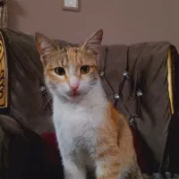 واگذاری گربه خانگی