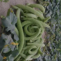 خیار چنبر تاکستان زیر قیمت همه جا