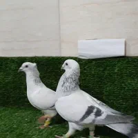 شامی نروماده