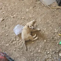 واگذاری سگ پژدر سرابی