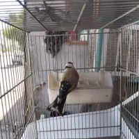 سره دهندار لر بخون