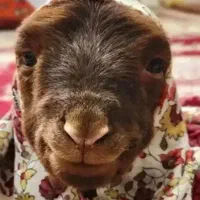 بره ناقلا