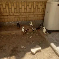 کبوتر|پرنده|قم, الغدیر|دیوار
