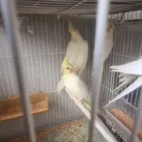 عروس هلندی مولد اماده