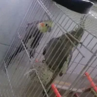 عروس هلندی جفت مولد