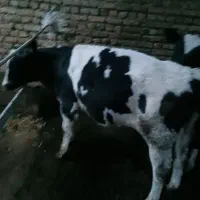 ۲عدد گوساله نر هلشتاین