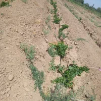 فروش-باغ