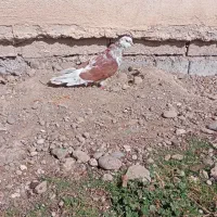 کبوتر صید شده