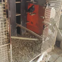 گنجه یاقفس برای انواع پرنده یاحیوانات دیگر