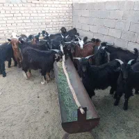 فروش کهره چاق
