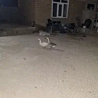 دو عدد قوغاز اصل ماده معاوضه با بوقلمون