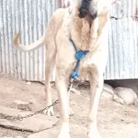 واگذاری سگ سرابی