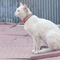 بی آزارترین گربه شانس دنیا