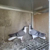 کبوتر دمگیر سینه واز بومی جوجه