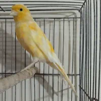 قناری استثنایی
