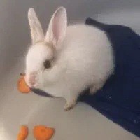 خرگوش مینیاتوری