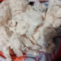 پنبه کاملاتمیز