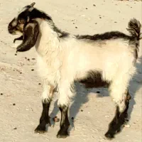 کهره نر علفخور