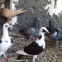 ابلغ.قره .زرد دمسفید.پولک کاکلی.