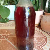 آبغوره کاشمر
