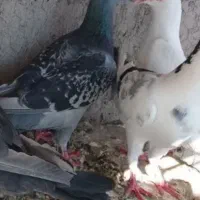 المانی زاجر اصیل