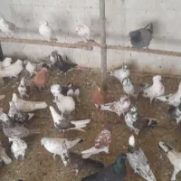 با سلام کبوتر پرشی