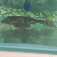 ماهی|ماهی|مرودشت, ژیان|دیوار
